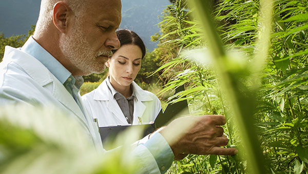 hemp farming