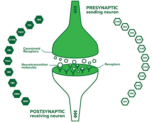 enzymes, endocannabinoids, receptors