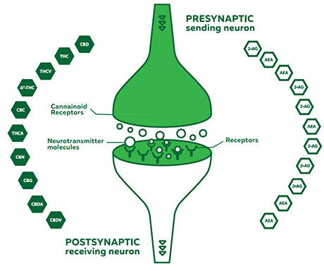 Receptors